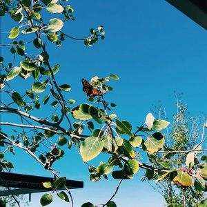 Meet your Posher, Lalauren